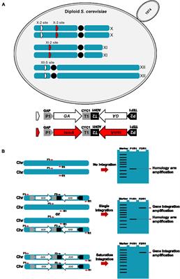 Construction of an amylolytic Saccharomyces cerevisiae strain with high copies of α-amylase and glucoamylase genes integration for bioethanol production from sweet potato residue